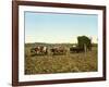 Load of Sugar Cane on a Cuban Plantation, 1904-null-Framed Giclee Print