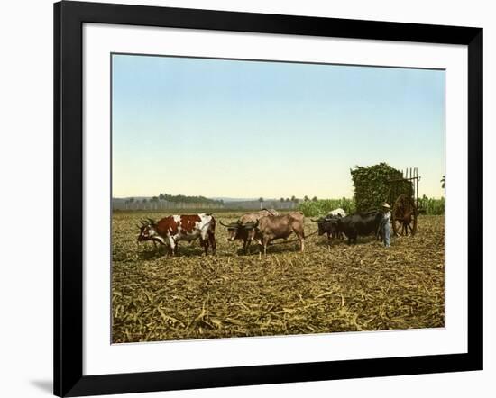 Load of Sugar Cane on a Cuban Plantation, 1904-null-Framed Giclee Print