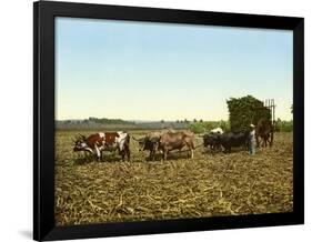 Load of Sugar Cane on a Cuban Plantation, 1904-null-Framed Giclee Print