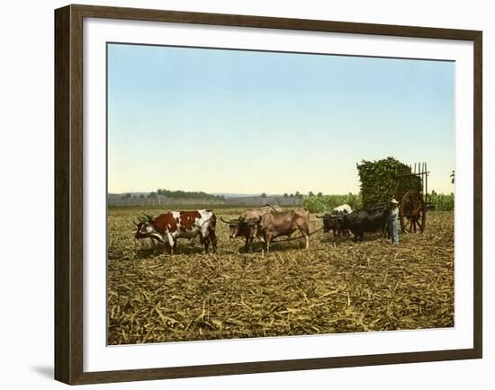 Load of Sugar Cane on a Cuban Plantation, 1904-null-Framed Giclee Print