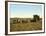 Load of Sugar Cane on a Cuban Plantation, 1904-null-Framed Giclee Print