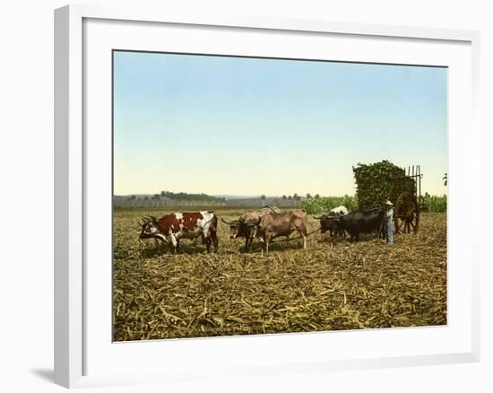 Load of Sugar Cane on a Cuban Plantation, 1904-null-Framed Giclee Print