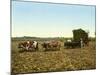 Load of Sugar Cane on a Cuban Plantation, 1904-null-Mounted Giclee Print