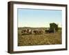 Load of Sugar Cane on a Cuban Plantation, 1904-null-Framed Giclee Print