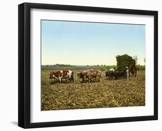 Load of Sugar Cane on a Cuban Plantation, 1904-null-Framed Giclee Print