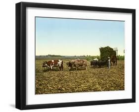 Load of Sugar Cane on a Cuban Plantation, 1904-null-Framed Giclee Print