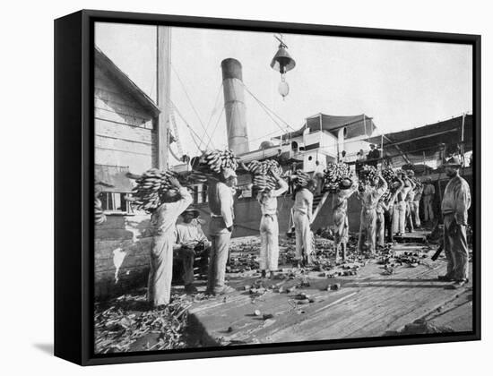 Loading Bananas, Port Antonio, Jamaica, C1905-Adolphe & Son Duperly-Framed Stretched Canvas
