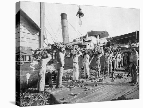 Loading Bananas, Port Antonio, Jamaica, C1905-Adolphe & Son Duperly-Stretched Canvas