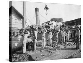 Loading Bananas, Port Antonio, Jamaica, C1905-Adolphe & Son Duperly-Stretched Canvas