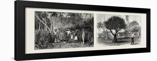 Loading Cane in a Sugar Field, Fiji Islands (Left); Pandanus Tree, Tongatabu, Tonga Islands (Right)-null-Framed Giclee Print