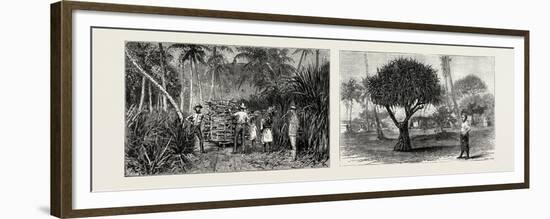 Loading Cane in a Sugar Field, Fiji Islands (Left); Pandanus Tree, Tongatabu, Tonga Islands (Right)-null-Framed Premium Giclee Print