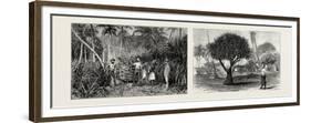 Loading Cane in a Sugar Field, Fiji Islands (Left); Pandanus Tree, Tongatabu, Tonga Islands (Right)-null-Framed Premium Giclee Print