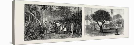 Loading Cane in a Sugar Field, Fiji Islands (Left); Pandanus Tree, Tongatabu, Tonga Islands (Right)-null-Stretched Canvas
