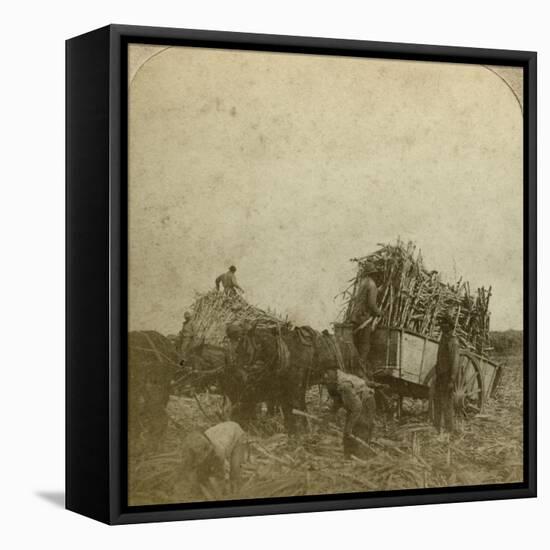 Loading Cane, Sugar Plantation, Louisiana, Usa-Underwood & Underwood-Framed Stretched Canvas