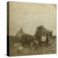Loading Cane, Sugar Plantation, Louisiana, Usa-Underwood & Underwood-Stretched Canvas
