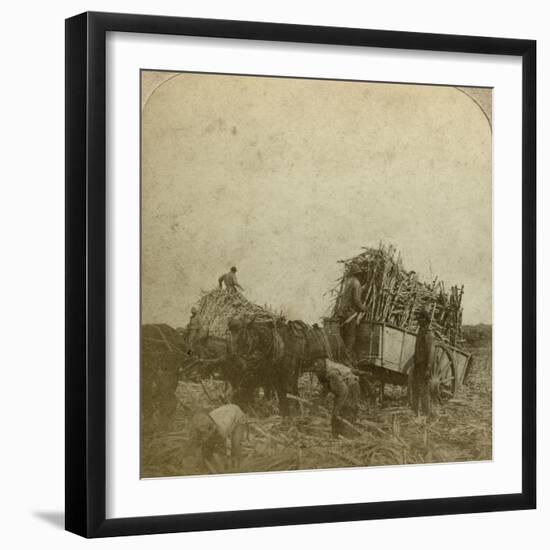 Loading Cane, Sugar Plantation, Louisiana, Usa-Underwood & Underwood-Framed Photographic Print