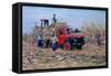 Loading Canes-Victor Collector-Framed Stretched Canvas