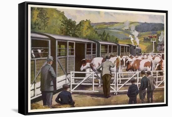 Loading Cattle onto a Train at a Country Station-null-Framed Stretched Canvas