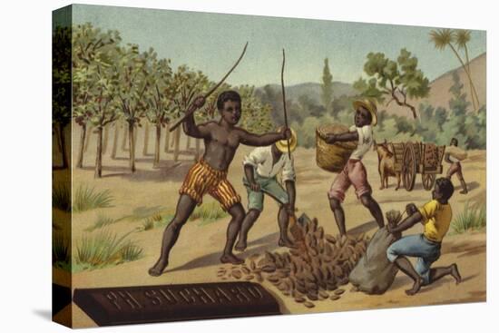 Loading Cocoa Pods into Sacks, Africa-null-Stretched Canvas