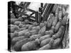 Loading Sheep-Jack Delano-Stretched Canvas