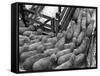 Loading Sheep-Jack Delano-Framed Stretched Canvas