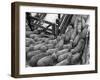 Loading Sheep-Jack Delano-Framed Premium Photographic Print