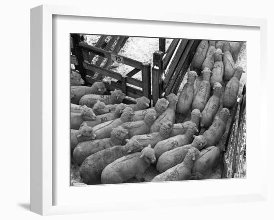 Loading Sheep-Jack Delano-Framed Premium Photographic Print