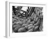 Loading Sheep-Jack Delano-Framed Premium Photographic Print