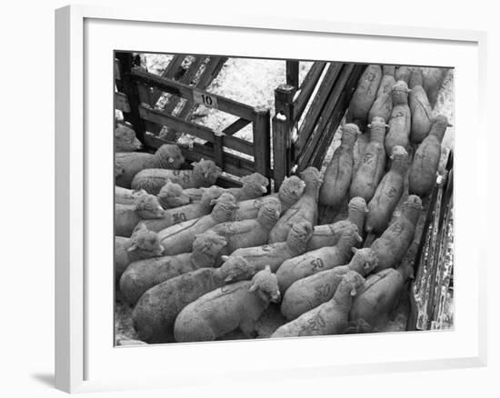 Loading Sheep-Jack Delano-Framed Photographic Print