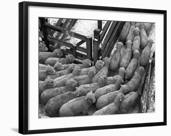 Loading Sheep-Jack Delano-Framed Photographic Print