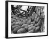 Loading Sheep-Jack Delano-Framed Photographic Print