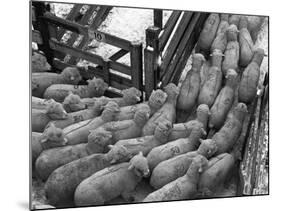 Loading Sheep-Jack Delano-Mounted Photographic Print