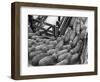 Loading Sheep-Jack Delano-Framed Photographic Print