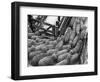 Loading Sheep-Jack Delano-Framed Photographic Print