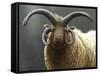 Loaghtan Ram-Jeremy Paul-Framed Stretched Canvas