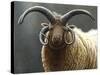 Loaghtan Ram-Jeremy Paul-Stretched Canvas