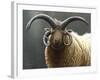 Loaghtan Ram-Jeremy Paul-Framed Giclee Print