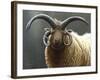 Loaghtan Ram-Jeremy Paul-Framed Giclee Print