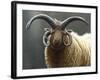 Loaghtan Ram-Jeremy Paul-Framed Giclee Print