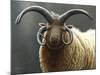 Loaghtan Ram-Jeremy Paul-Mounted Giclee Print