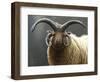 Loaghtan Ram-Jeremy Paul-Framed Premium Giclee Print