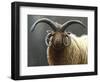 Loaghtan Ram-Jeremy Paul-Framed Premium Giclee Print