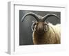 Loaghtan Ram-Jeremy Paul-Framed Premium Giclee Print