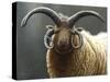 Loaghtan Ram-Jeremy Paul-Stretched Canvas