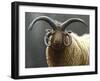 Loaghtan Ram-Jeremy Paul-Framed Premium Giclee Print