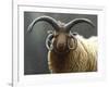 Loaghtan Ram-Jeremy Paul-Framed Giclee Print