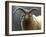 Loaghtan Ram-Jeremy Paul-Framed Giclee Print