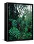 Lobelia plants in rainforest, Kenya, Northern Africa, Africa-Winfried Wisniewski-Framed Stretched Canvas