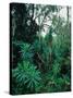 Lobelia plants in rainforest, Kenya, Northern Africa, Africa-Winfried Wisniewski-Stretched Canvas