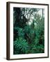 Lobelia plants in rainforest, Kenya, Northern Africa, Africa-Winfried Wisniewski-Framed Photographic Print